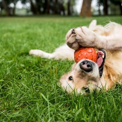 The Best Dog Breeds For People With Active Lifestyles